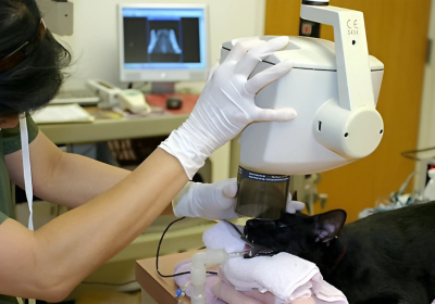 dental x rays