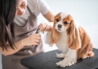 home care guidance