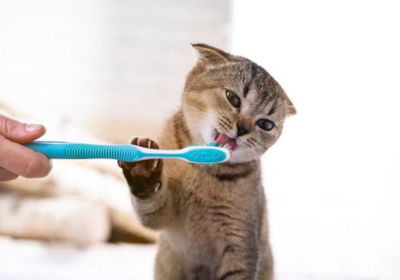 professional teeth cleaning