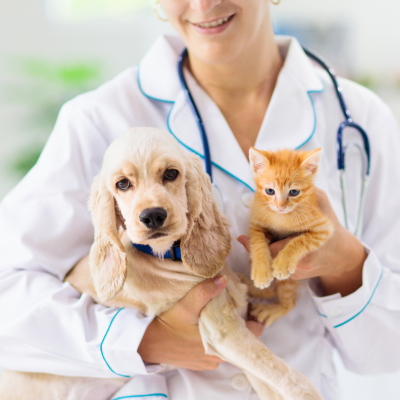 puppy and kitten vaccination