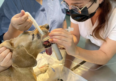 tooth extractions